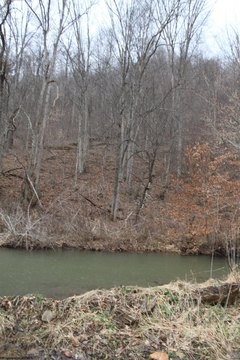 Wooded Acreage with Mineral Rights