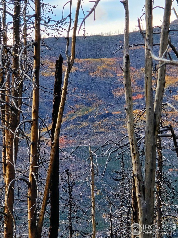 Bellvue Land Abutting National Forest
