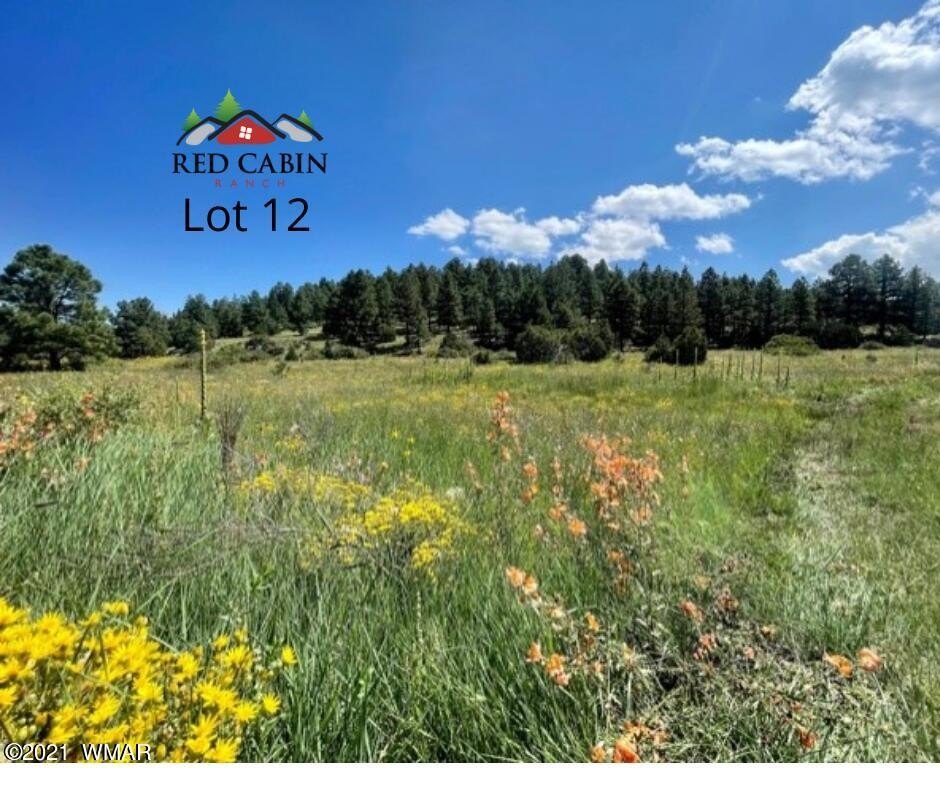 Land Bordering National Forest
