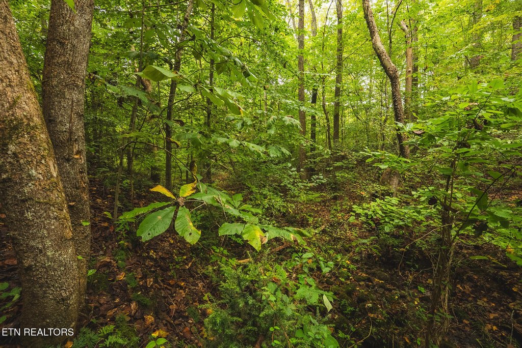Picture 33