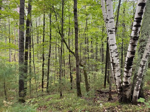 Land, Minocqua, WI