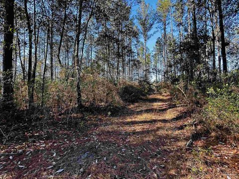 Wooded Lot in Jay, Florida