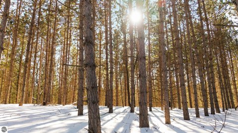 Wooded Residential Build Site