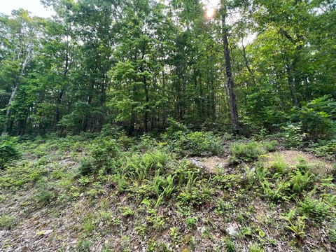 32.52 Acre Parcel in WV