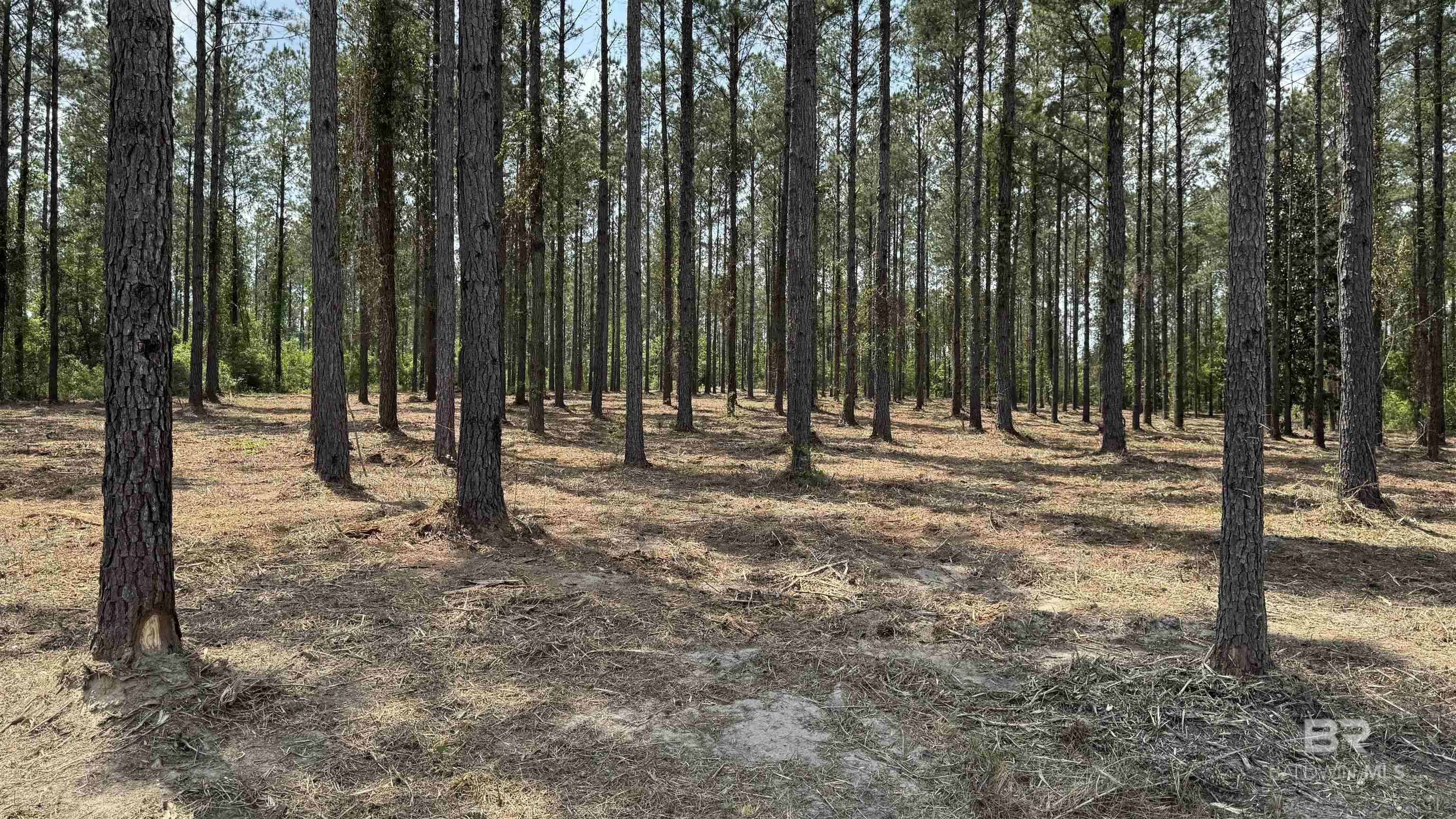 Unrestricted Land Between Bay Minette