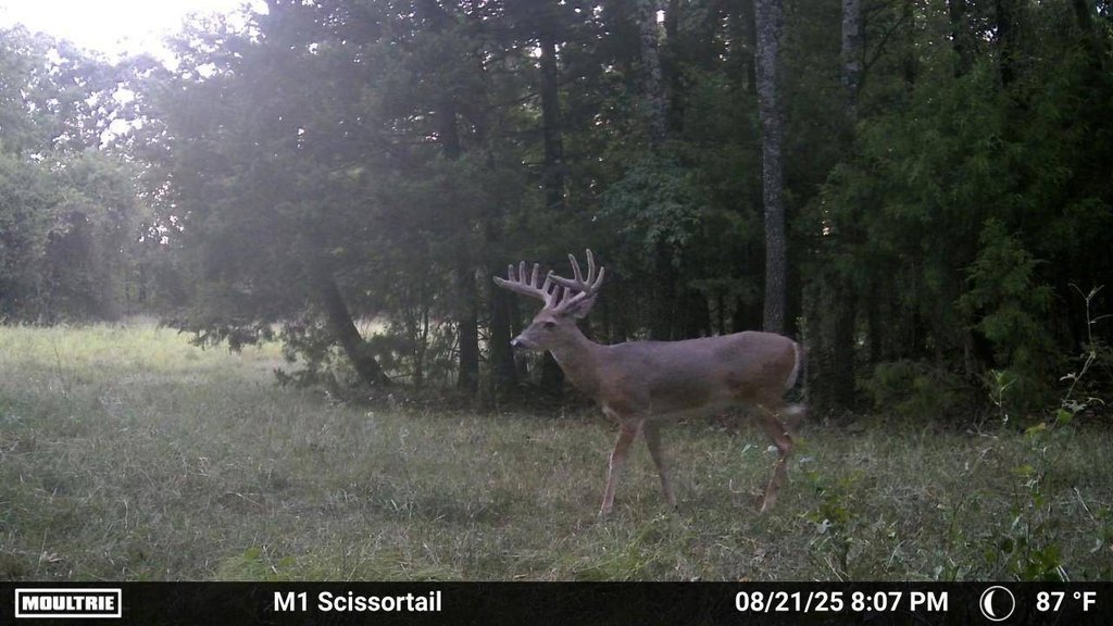 Picture 5
