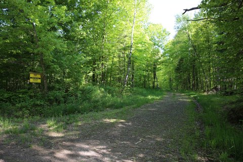 Managed Forest Hunting Land