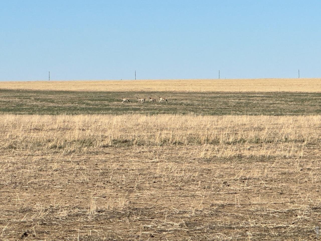 Arlington Cropland For Sale