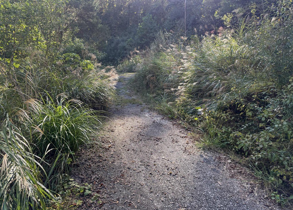 Picture 4