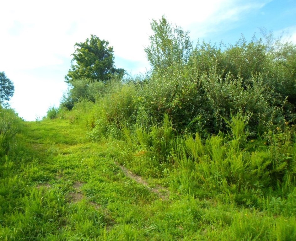 Picture 5