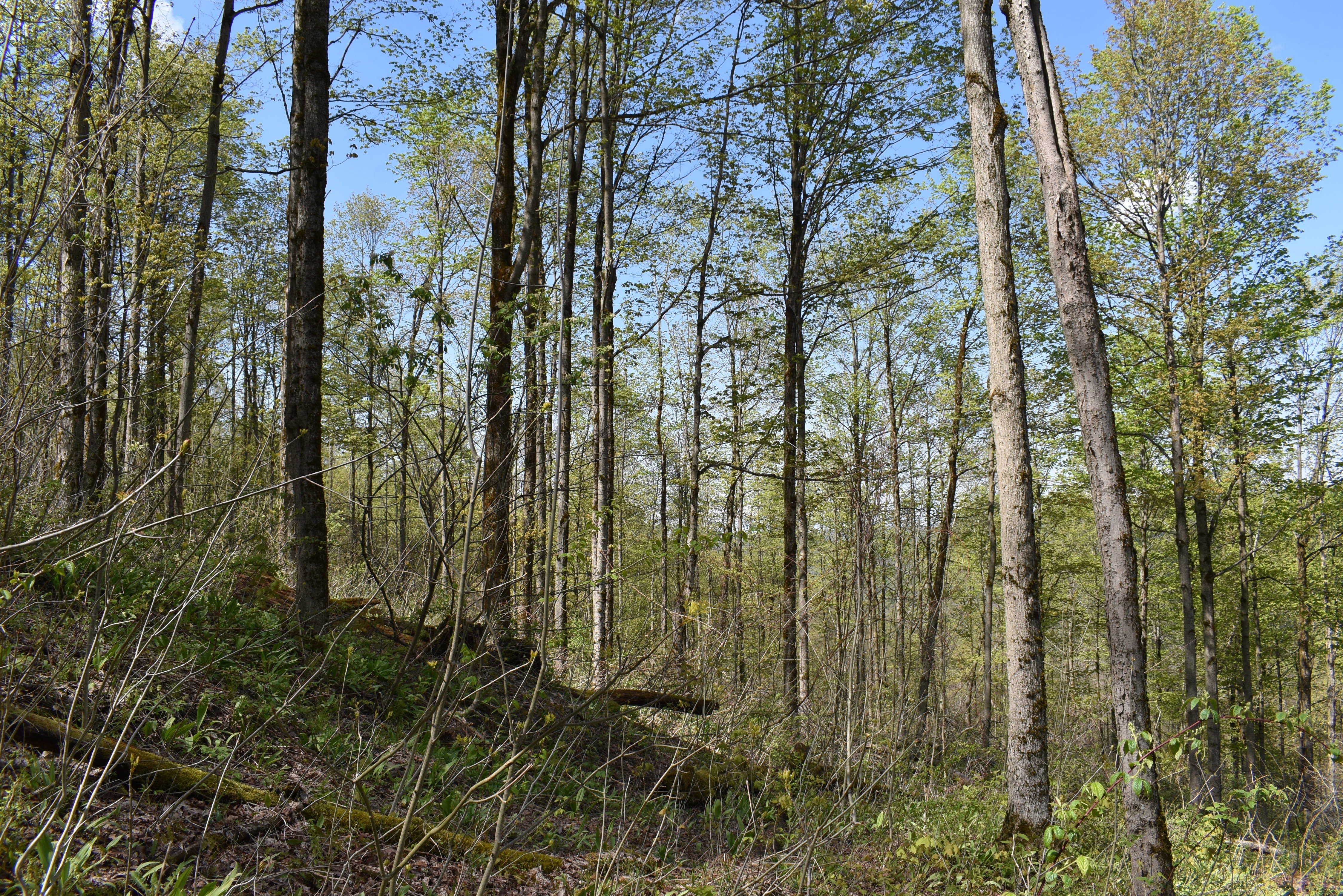 60 Acres Vacant Land in NY