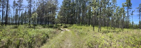 Recreational Timberland Tract