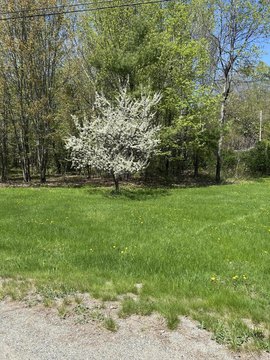 Woodland Retreat in Embden, Maine