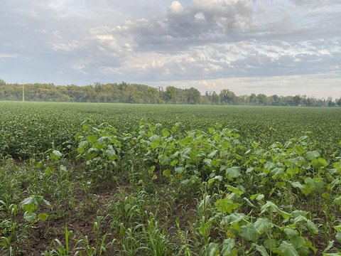 Farm with Tillable and Wooded Land