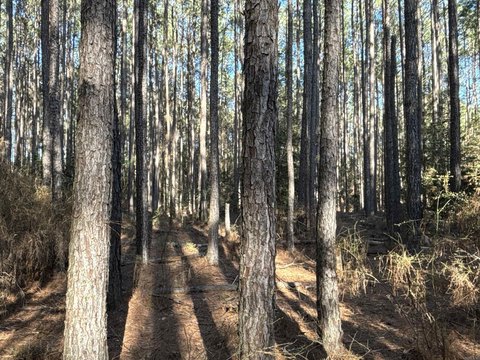 Sparkman, AR Land For Sale