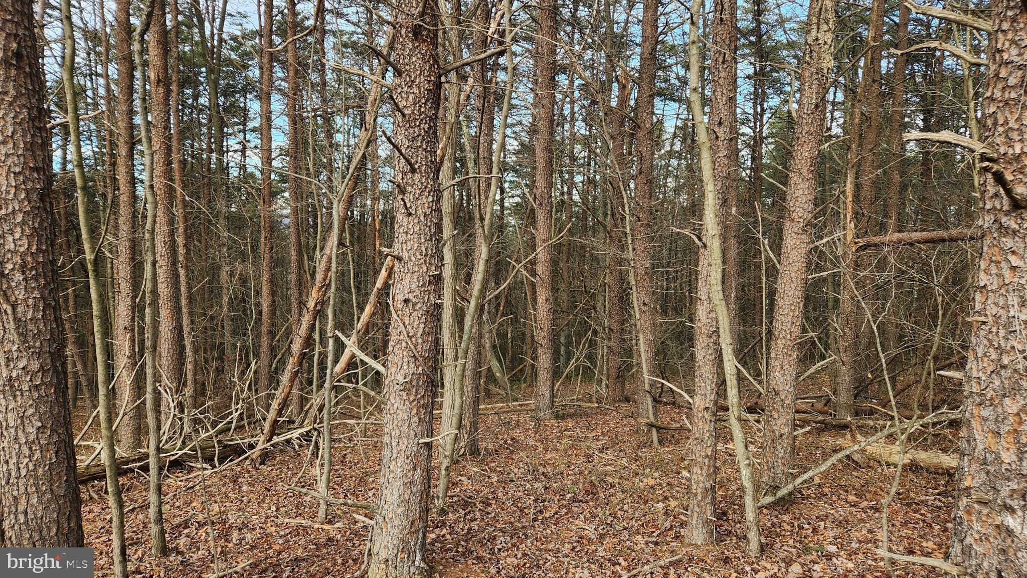 27.2 Acres Wooded Land