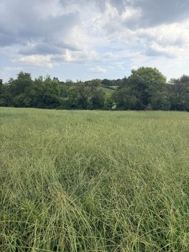 Land, Morristown, TN
