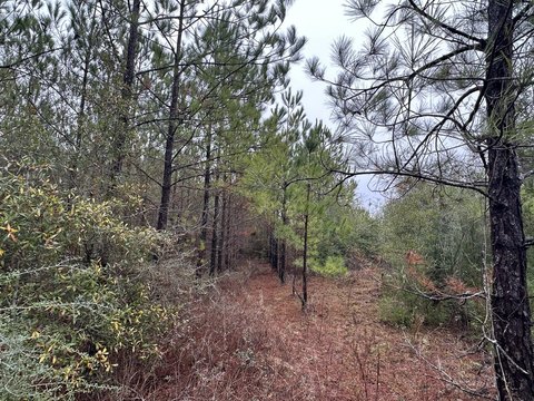 Versatile Land in Caryville, Florida