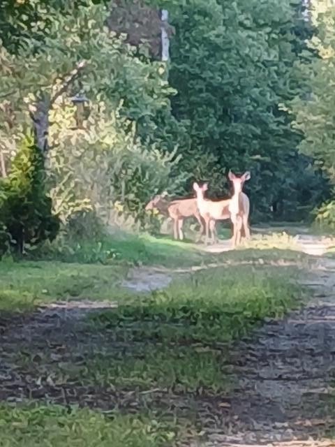 Ionia Land with Creek Access