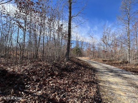 7.35 Acres in Sunbright, TN