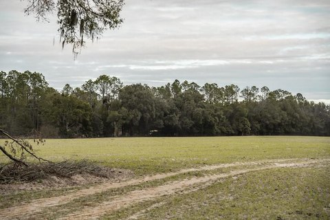 Expansive Acreage in Chiefland, Florida
