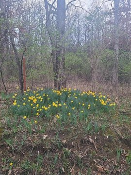 Land with Lake Access