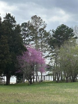 LAND - Spring City, TN