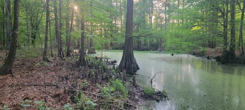 Hunting Land with Creek Bottoms