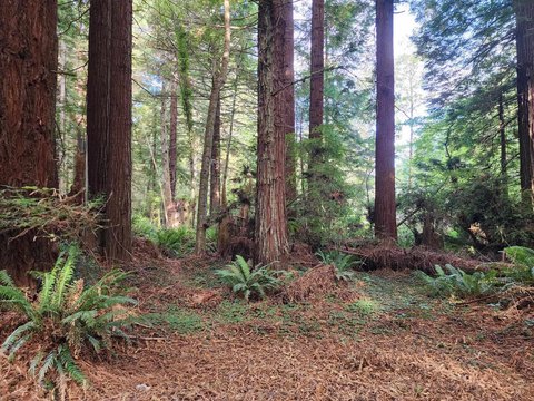 LAND, Crescent City, CA
