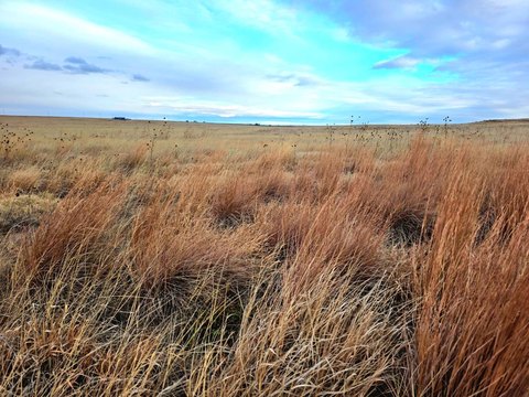 CRP Hunting Land with County Road Access
