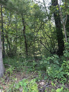 LAND - West Branch, MI