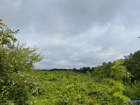 30 Acres Land in Gadsden