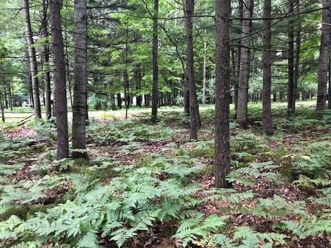 Canadian Lakes Golf Course Lot