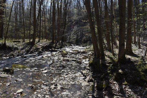Forested Hunting and Recreation Land