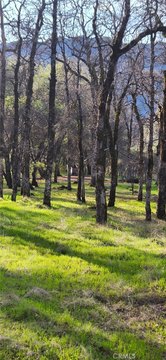 Chico Land with Creek Access