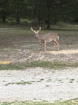 Recreational Hunting Land Tract