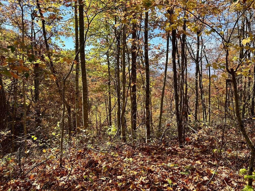 High-Elevation Mountain View Property