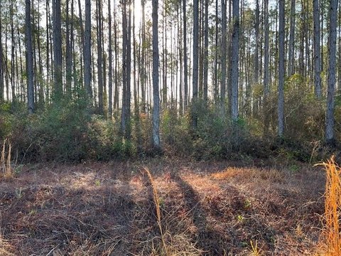 Wooded Lot Near Chipola River