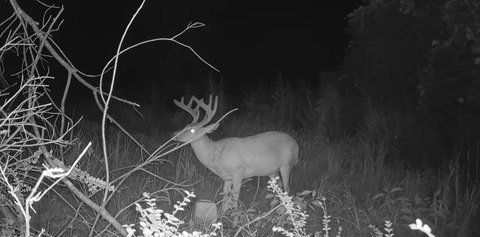 Hunting Land with Creek