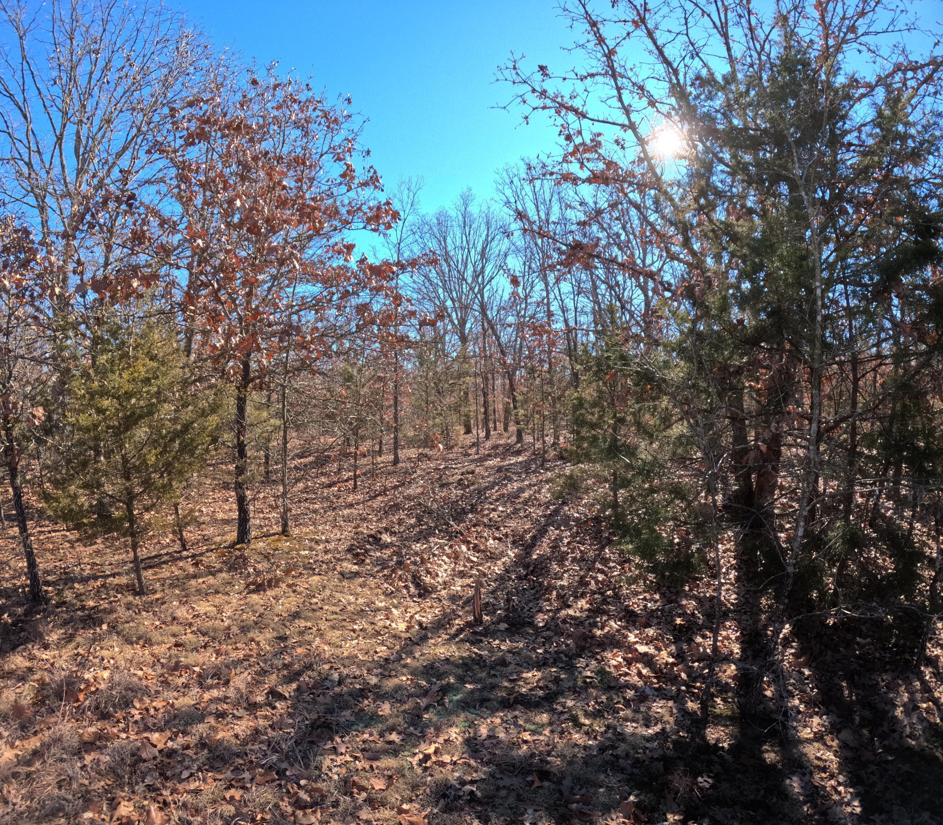 Secluded Land Parcel with Mature Trees