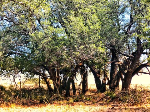 5 Acres of Texas Land
