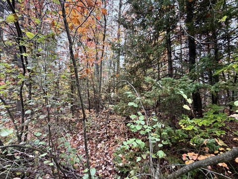 Wooded Recreation Land