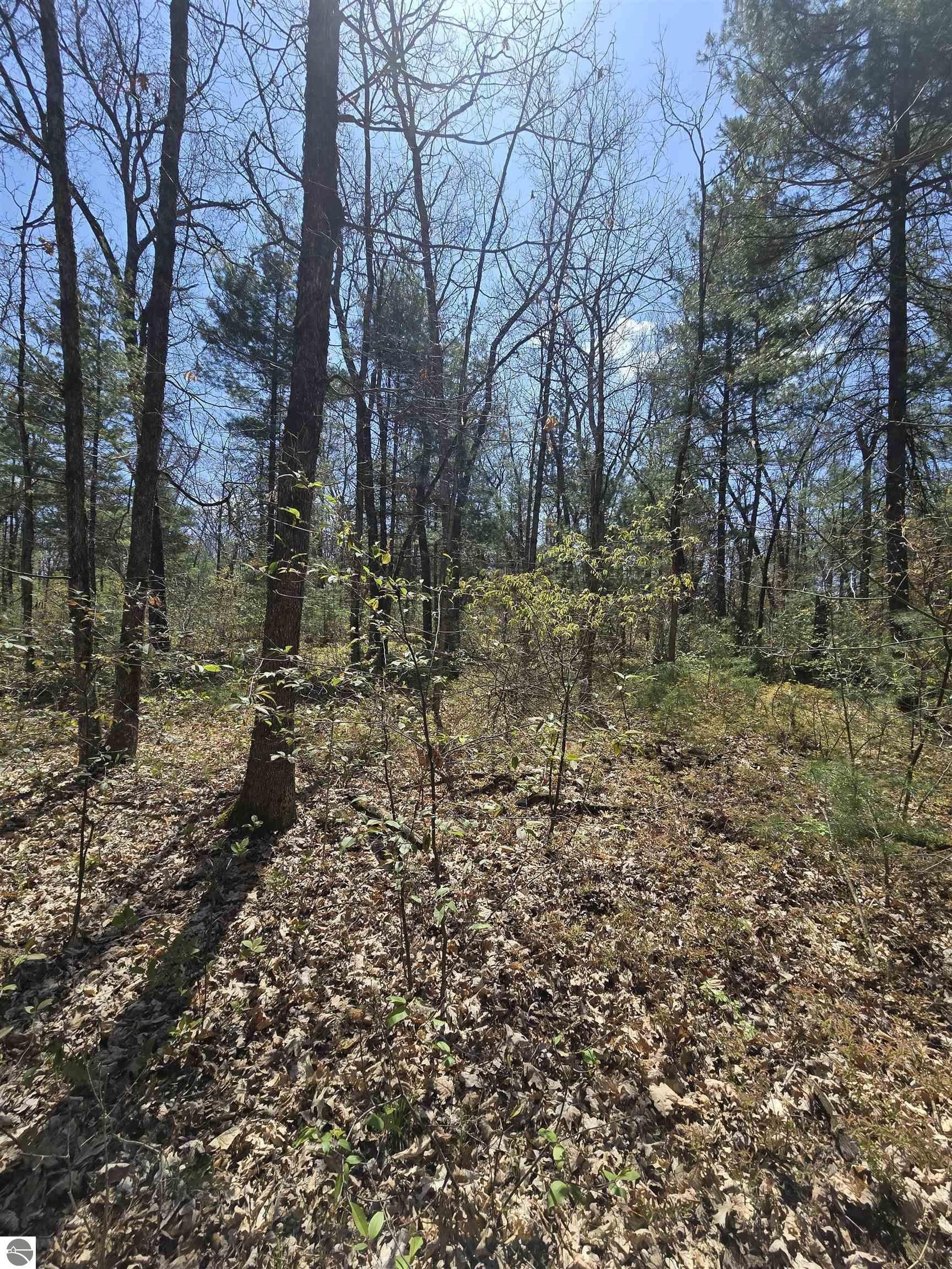 Wooded Land Parcel in White Cloud