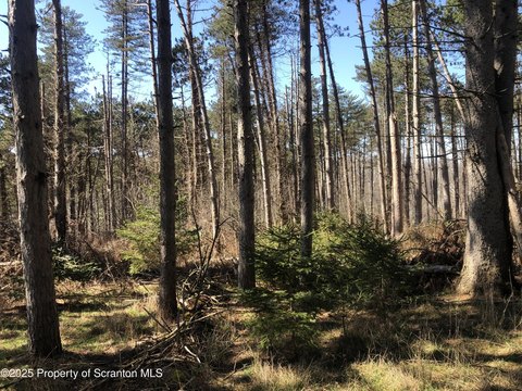 Wooded Land Near Waverly