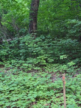 Wooded Lake-Access Building Lot