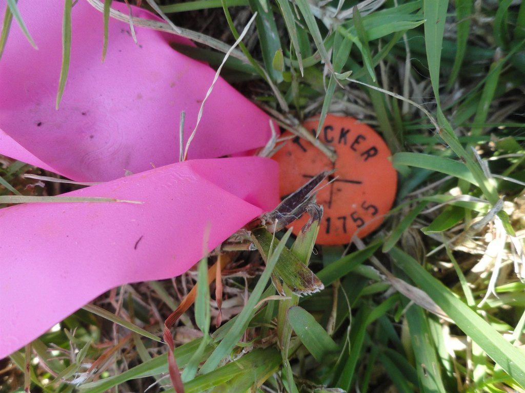 Picture 30