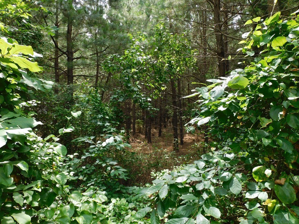Picture 7