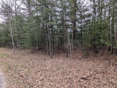 Almost 2-Acre Wooded Parcel