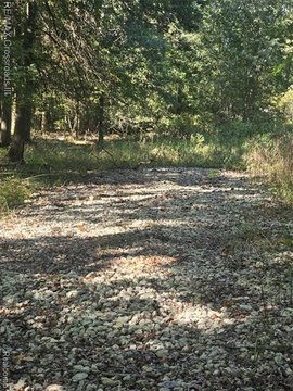 Vacant Land, Sumpter Twp, MI