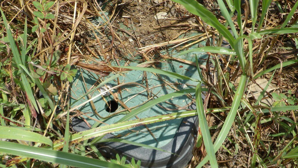 Picture 11